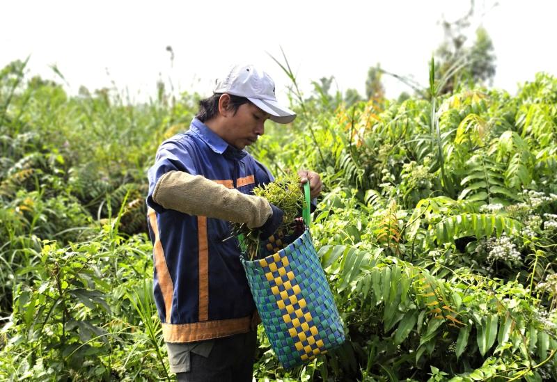 Mưu sinh bằng rau choại:Những phận đời tự lực cánh sinh bên lề đường Trần Văn Giàu - Ảnh 8.