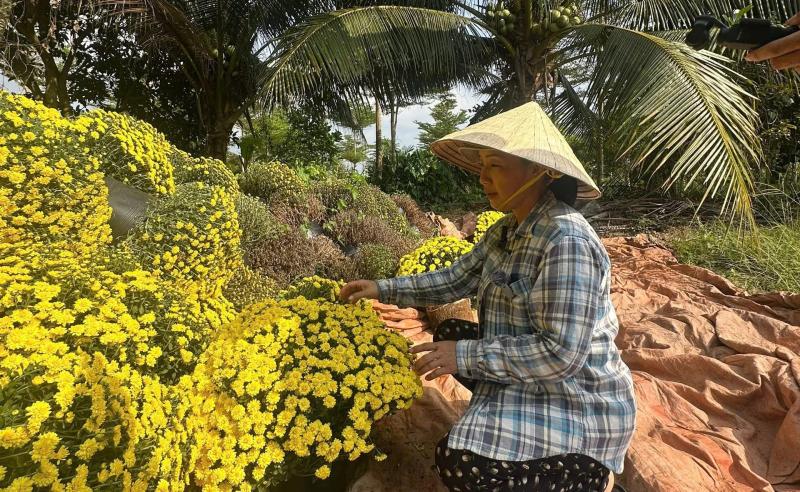 Nông dân buông tay, hoa tết nở sớm mãi mãi ở lại vườn - Ảnh 6.