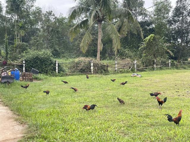 Thuần hóa gà rừng tai trắng, chàng trai tạo thu nhập ổn định ở quê - Ảnh 4.
