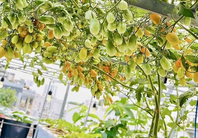 Sốc với giá hạt giống cà chua bạch tuộc, thành quả đáng đồng tiền  - Ảnh 11.
