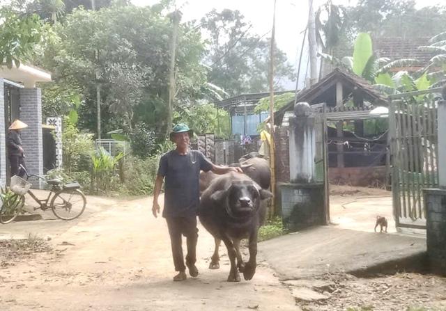 Độc lạ con trâu sừng mọc ngược, ôm trọn gương mặt như vòng cổ - Ảnh 3.