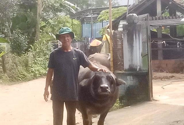 Độc lạ con trâu sừng mọc ngược, ôm trọn gương mặt như vòng cổ - Ảnh 1.