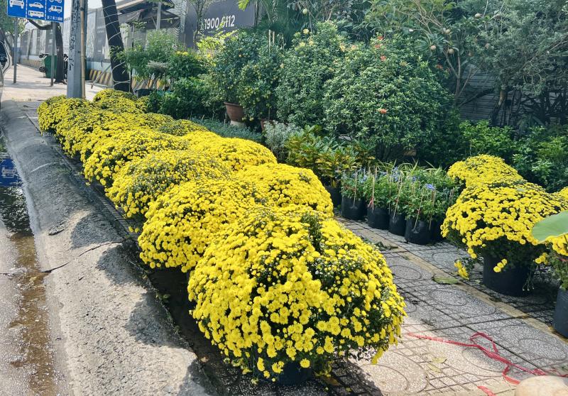 Người TP.HCM giải cứu hoa tết, cúc mâm xôi cho tết 2026 - Ảnh 6.