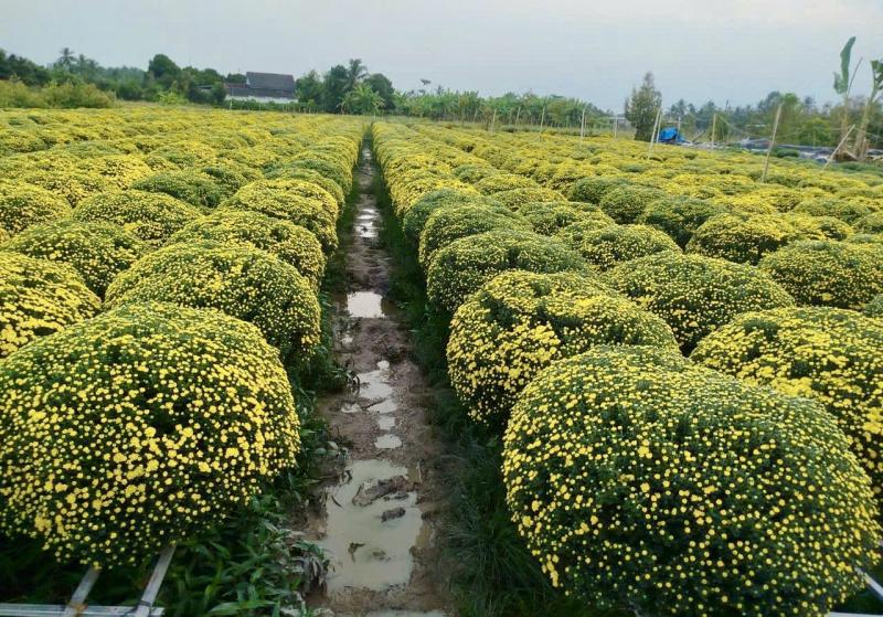 Người TP.HCM giải cứu hoa tết, cúc mâm xôi cho tết 2026 - Ảnh 4.