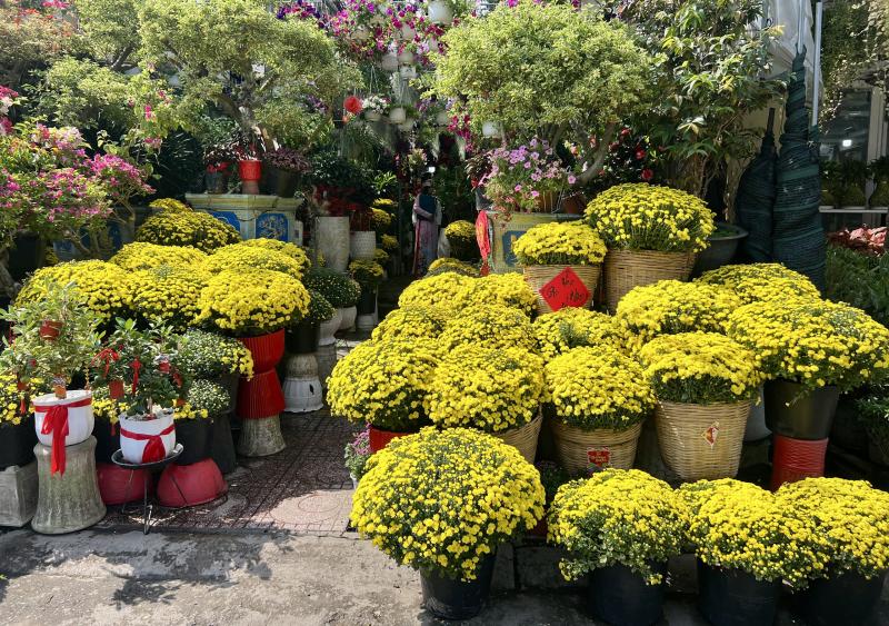 Người TP.HCM giải cứu hoa tết, cúc mâm xôi cho tết 2026 - Ảnh 3.