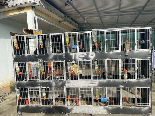 Thuần hóa gà rừng tai trắng, chàng trai tạo thu nhập ổn định ở quê - Ảnh 2.
