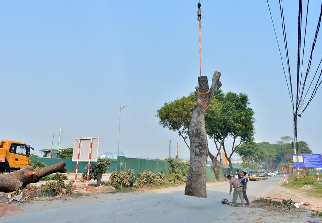 Hà Nội: Hàng xà cừ cổ thụ bị cưa phục vụ dự án đường gần 3.400 tỉ - Ảnh 6.