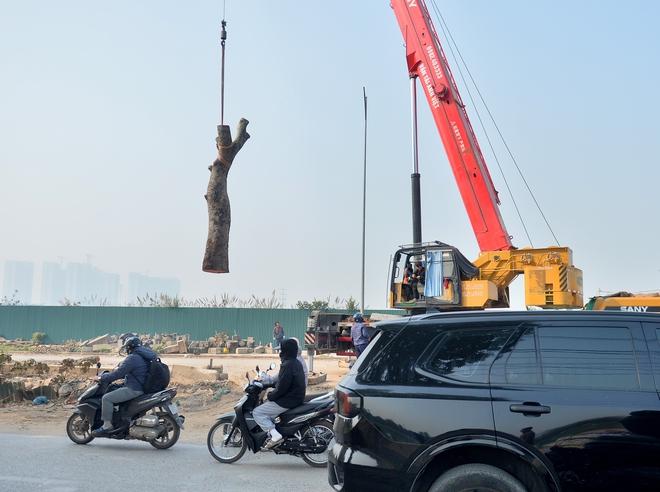 Hà Nội: Hàng xà cừ cổ thụ bị cưa phục vụ dự án đường gần 3.400 tỉ - Ảnh 5.