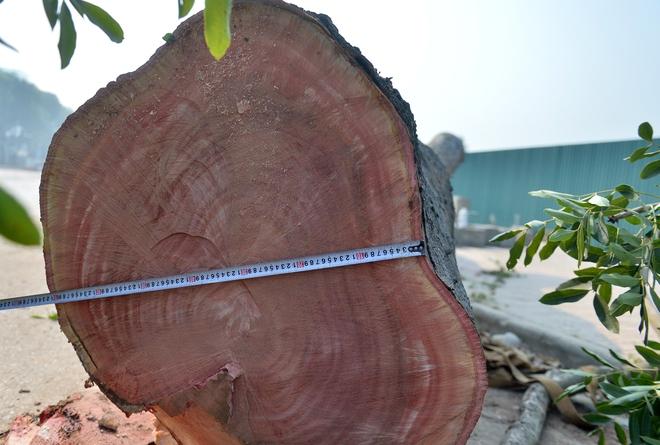 Hà Nội: Hàng xà cừ cổ thụ bị cưa phục vụ dự án đường gần 3.400 tỉ - Ảnh 9.