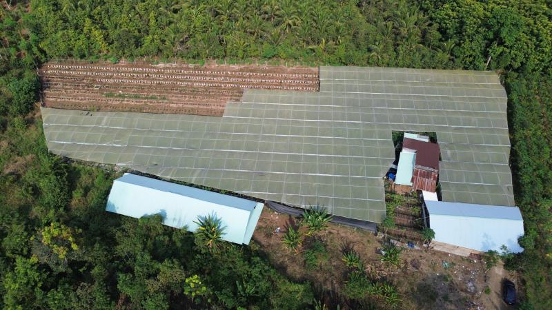 Vườn nho trĩu quả cạnh chân núi Chứa Chan - Ảnh 3.