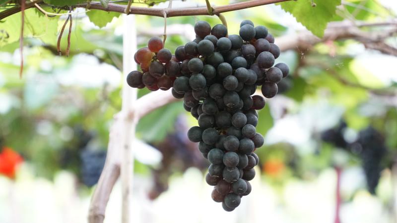 Vườn nho trĩu quả cạnh chân núi Chứa Chan - Ảnh 5.