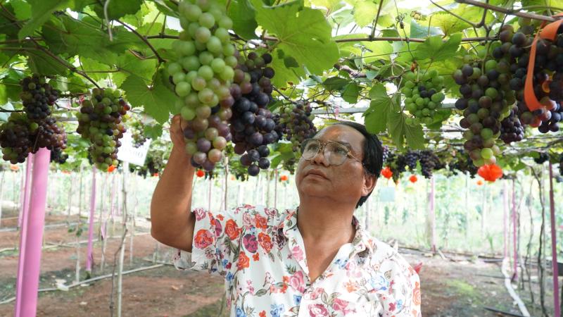 Vườn nho trĩu quả cạnh chân núi Chứa Chan - Ảnh 2.