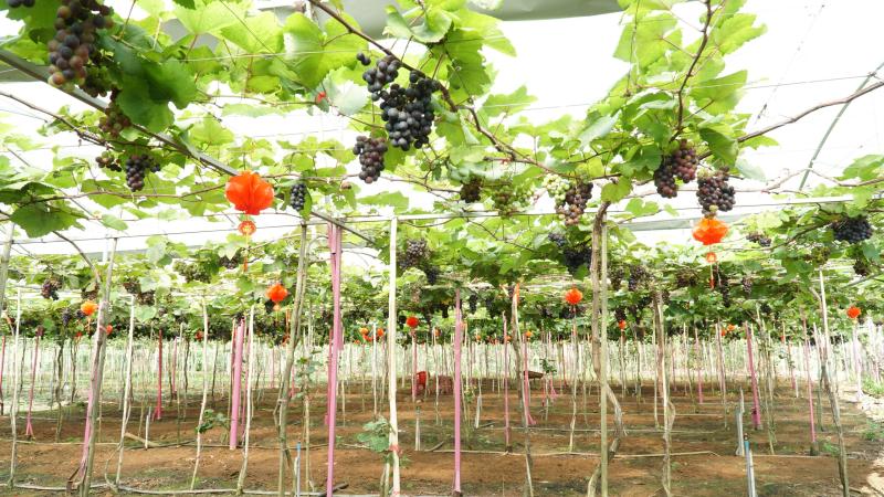 Vườn nho trĩu quả cạnh chân núi Chứa Chan - Ảnh 1.