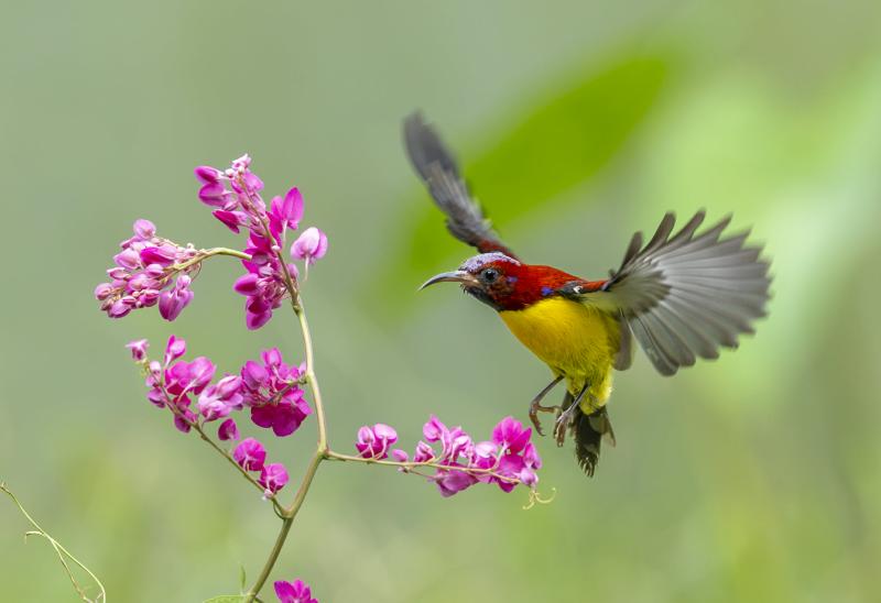 Khoảnh khắc đẹp: Chim hút mật hoàng tử rực rỡ bên hoa tigon, nhiều người xao xuyến - Ảnh 2.