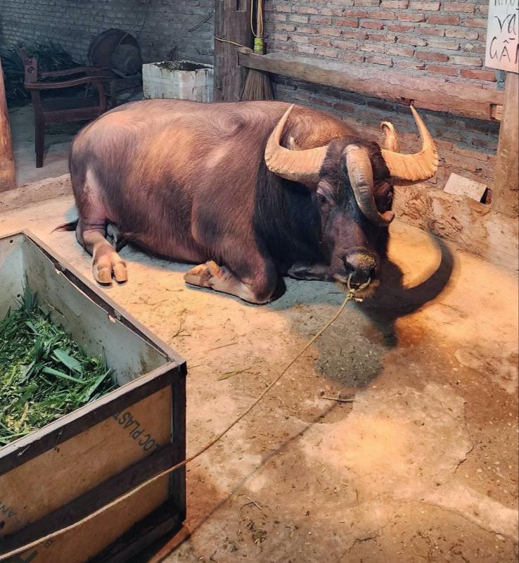 Hiếm gặp chú trâu 3 sừng không phải cày bừa, đông người ghé xem vì 'độc, lạ' - Ảnh 4.