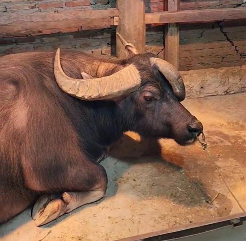 Hiếm gặp chú trâu 3 sừng không phải cày bừa, đông người ghé xem vì 'độc, lạ' - Ảnh 3.