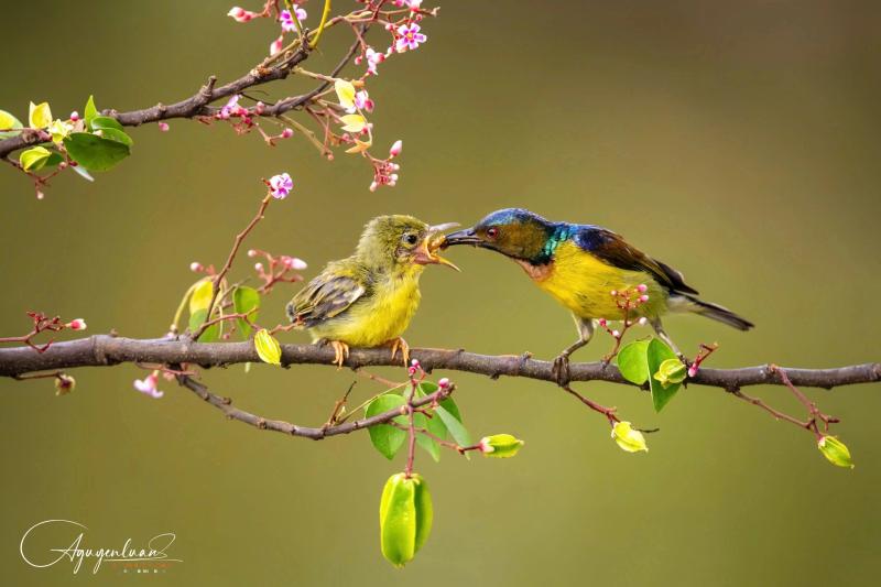 Khoảnh khắc hiếm gặp của chim hút mật mớm mồi bên trong chùa ở Đồng Tháp - Ảnh 1.