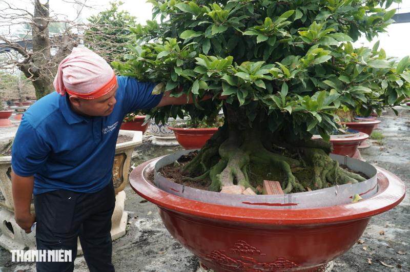 Mai tết tiền tỉ ở Thủ Đức: Những lão mai độc đáo không ai muốn bán - Ảnh 7.