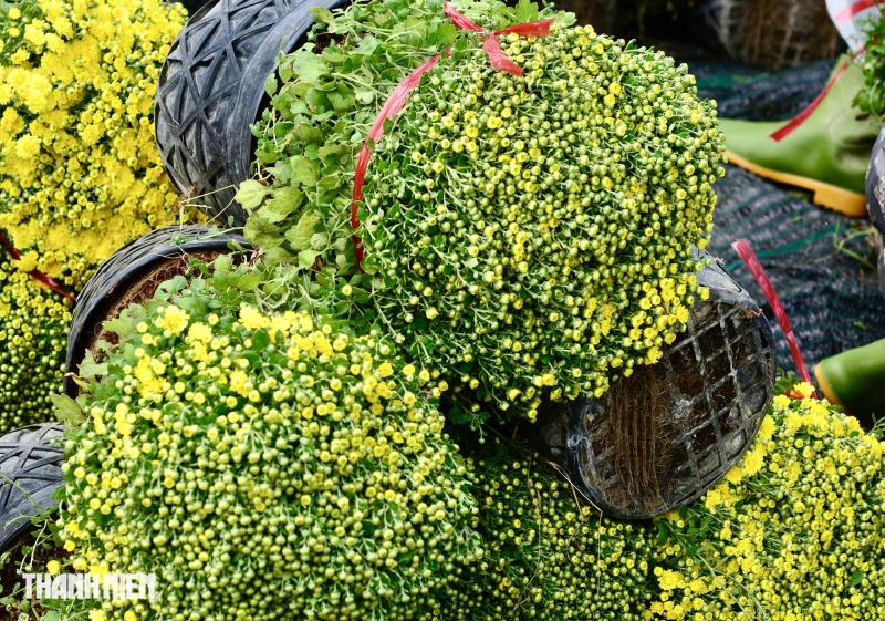 Hoa tết cúc mâm xôi trúng vụ ở Chợ Lách: Giá 'sốc' ra sao?  - Ảnh 4.