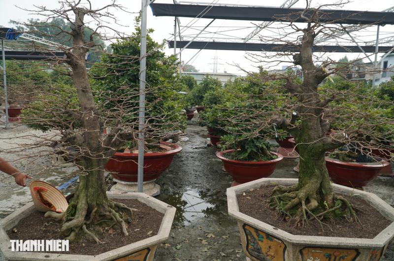 Mai tết tiền tỉ ở Thủ Đức: Những lão mai độc đáo không ai muốn bán - Ảnh 5.