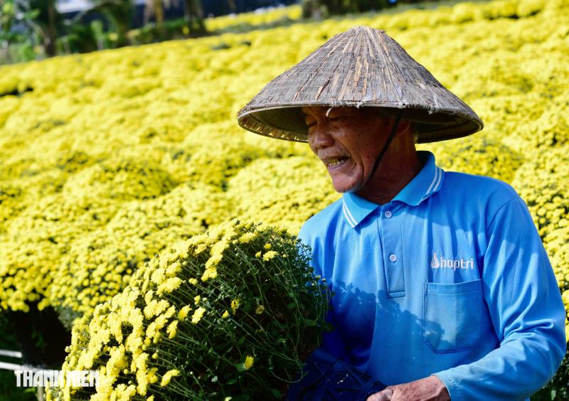 Hoa tết nở sớm, chủ vườn ở Chợ Lách bần thần khi khách trả giá 20.000 đồng/chậu- Ảnh 3.