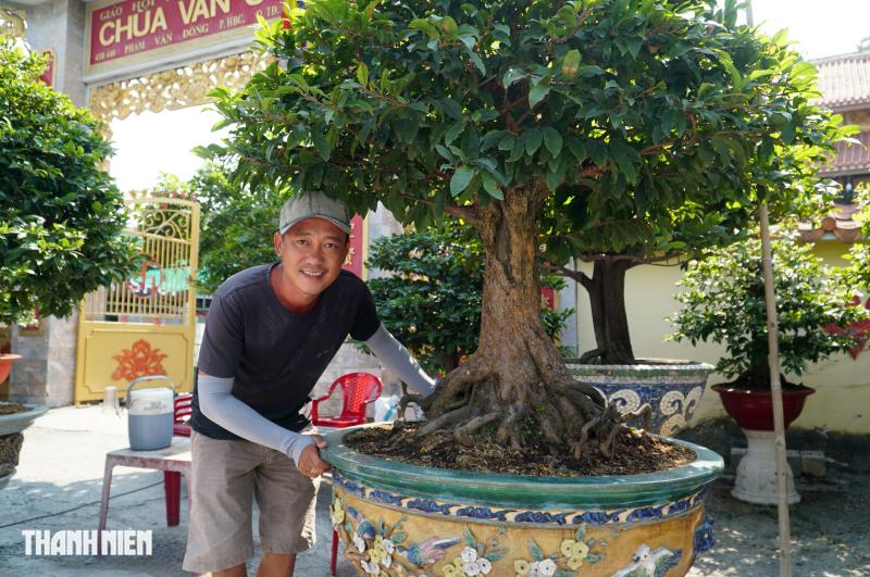 Mai tết đường Phạm Văn Đồng: “Chậu mai 300 triệu, khách trả 240 triệu vẫn chưa bán’ - Ảnh 7.