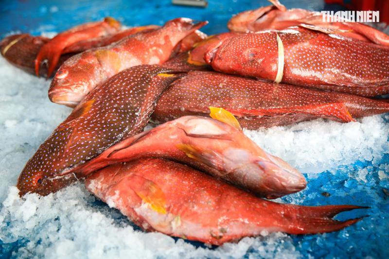 Cảng cá Quảng Ngãi rộn ràng phiên biển cuối năm: Mệt mấy cũng vui- Ảnh 8.