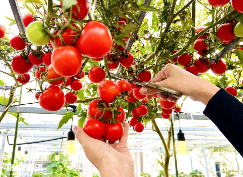 Sốc với giá hạt giống cà chua bạch tuộc, thành quả đáng đồng tiền  - Ảnh 6.