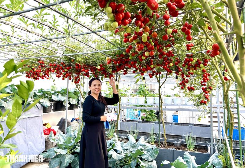 Sốc với giá hạt giống cà chua bạch tuộc, thành quả đáng đồng tiền  - Ảnh 1.