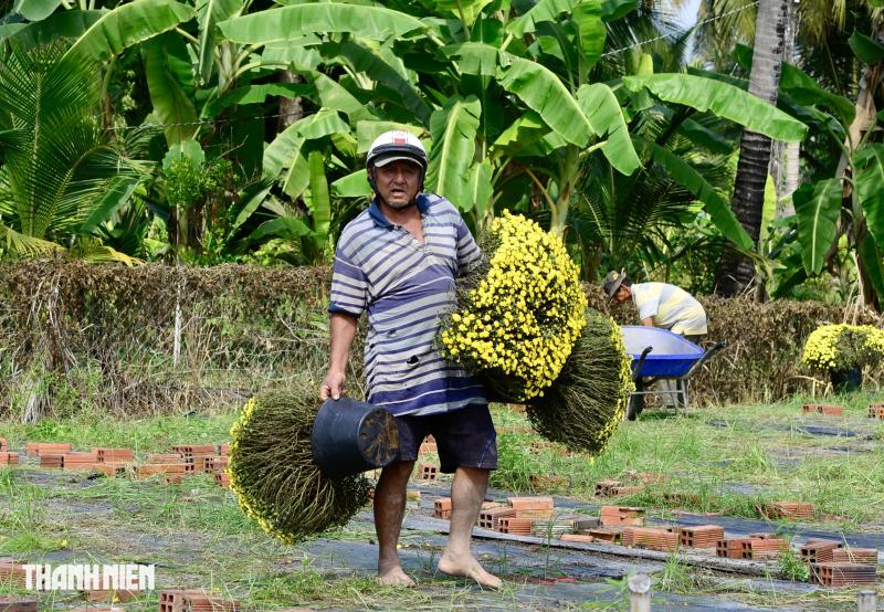 Nông dân buông tay, hoa tết nở sớm mãi mãi ở lại vườn - Ảnh 3.