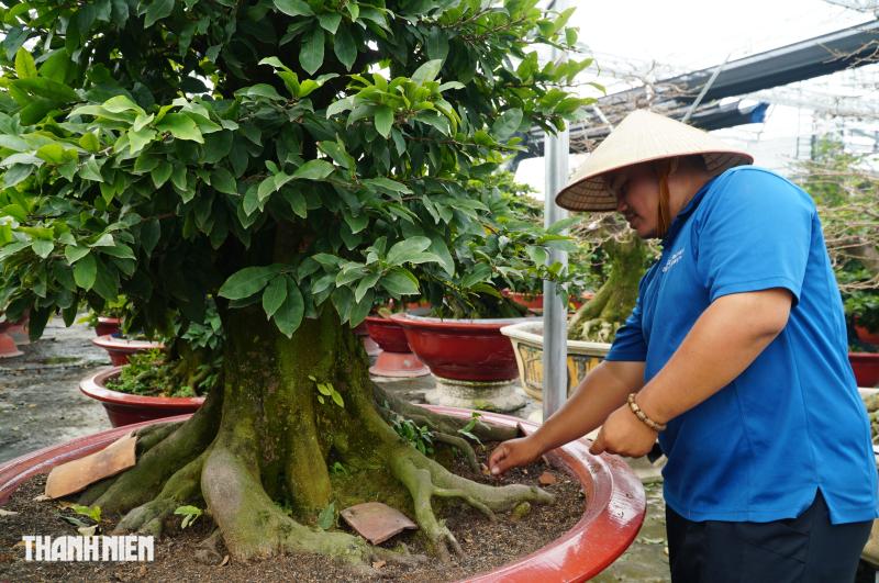 Mai tết tiền tỉ ở Thủ Đức: Những lão mai độc đáo không ai muốn bán - Ảnh 1.
