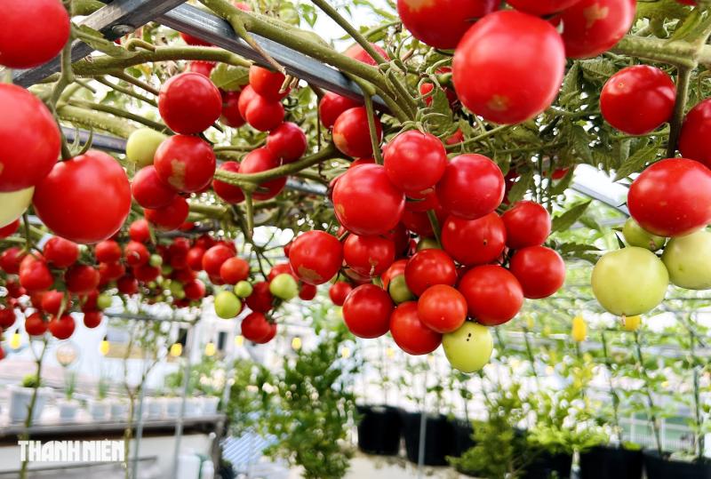 Sốc với giá hạt giống cà chua bạch tuộc, thành quả đáng đồng tiền  - Ảnh 4.