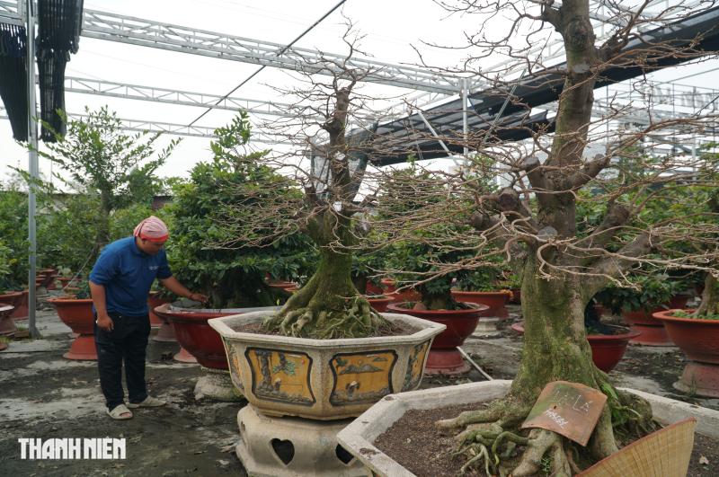 Mai tết tiền tỉ ở Thủ Đức: Những lão mai độc đáo không ai muốn bán - Ảnh 4.