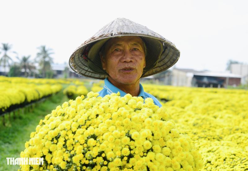 Hoa tết nở sớm, chủ vườn ở Chợ Lách bần thần khi khách trả giá 20.000 đồng/chậu- Ảnh 1.
