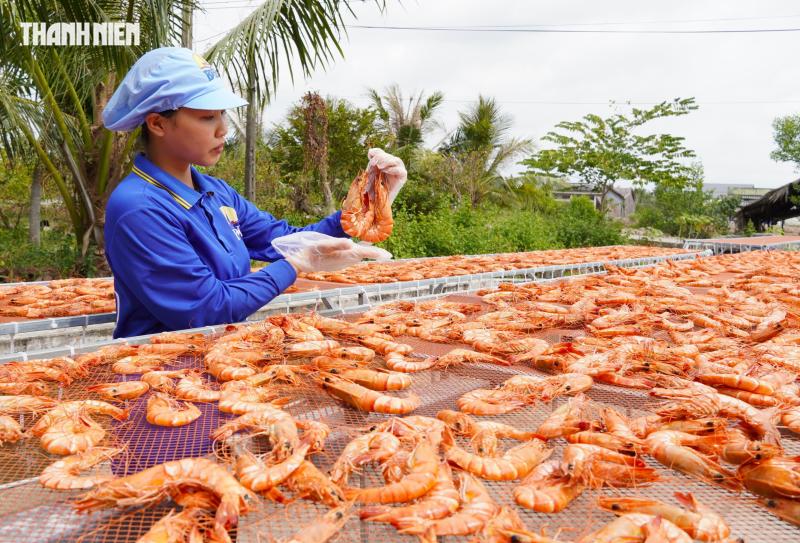 Tôm sú khô nguyên vỏ Cà Mau 'cháy hàng' dịp tết, giá 1,5 triệu/kg vẫn hút khách - Ảnh 11.