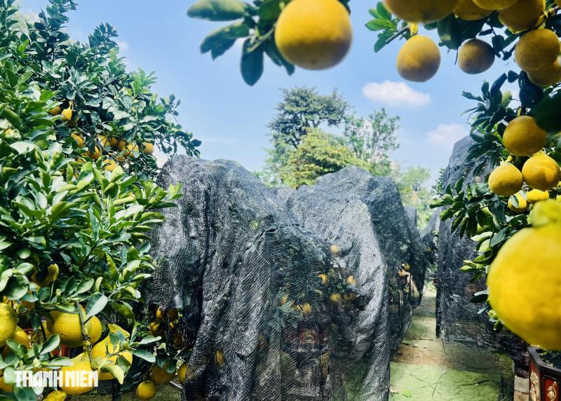 Chợ bưởi Diễn 'nôn' Tết Nguyên đán: Cây vừa vào TP.HCM đã có khách đặt - Ảnh 9.