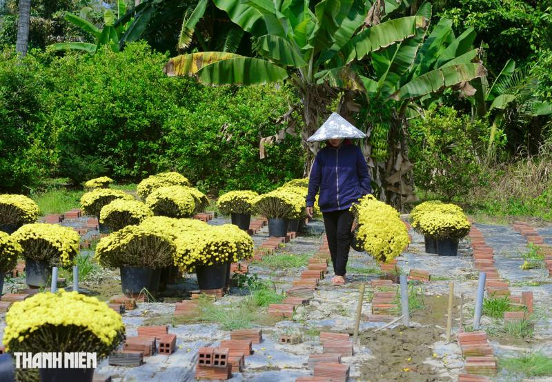 Nông dân buông tay, hoa tết nở sớm mãi mãi ở lại vườn - Ảnh 1.
