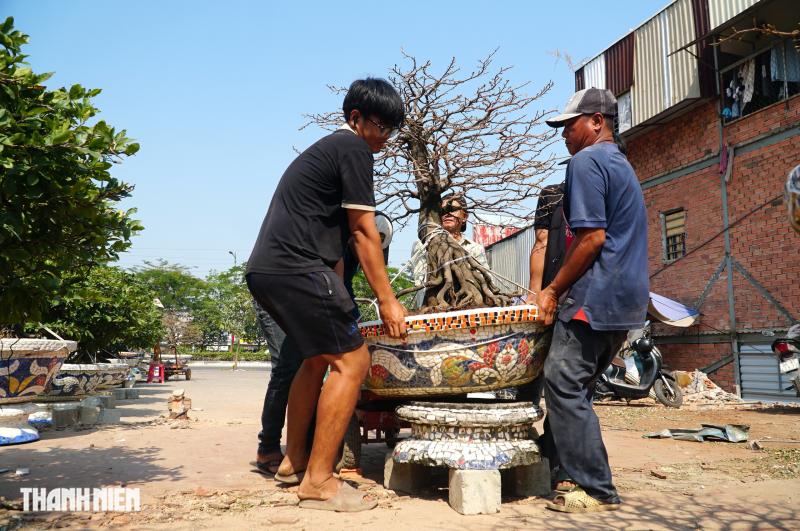 Mai tết đường Phạm Văn Đồng: “Chậu mai 300 triệu, khách trả 240 triệu vẫn chưa bán’ - Ảnh 2.