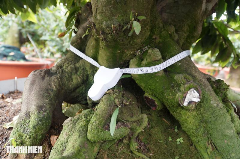 Mai tết tiền tỉ ở Thủ Đức: Những lão mai độc đáo không ai muốn bán - Ảnh 9.