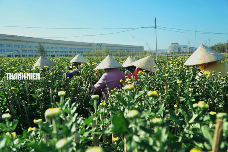 Hoa tết xuống phố: Nhà vườn giảm giá chia sẻ cùng người dân vui xuân sau lũ - Ảnh 4.