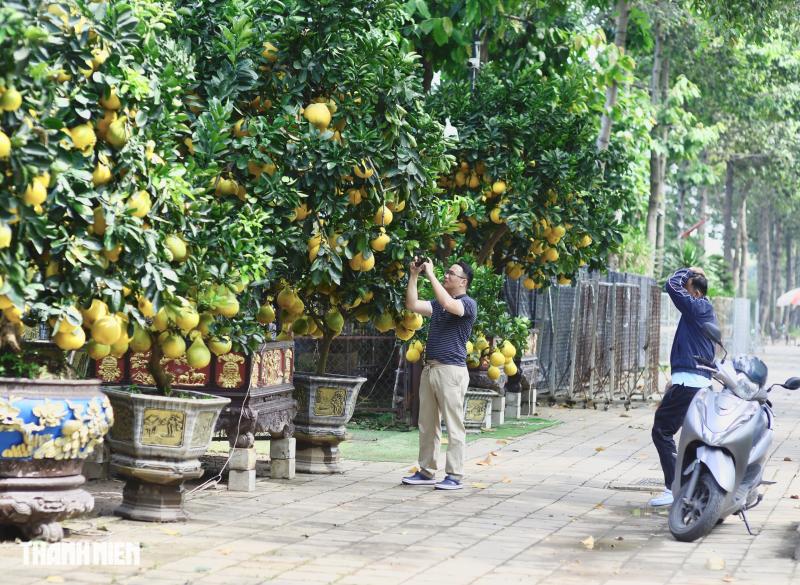 Chợ bưởi Diễn 'nôn' Tết Nguyên đán: Cây vừa vào TP.HCM đã có khách đặt - Ảnh 5.