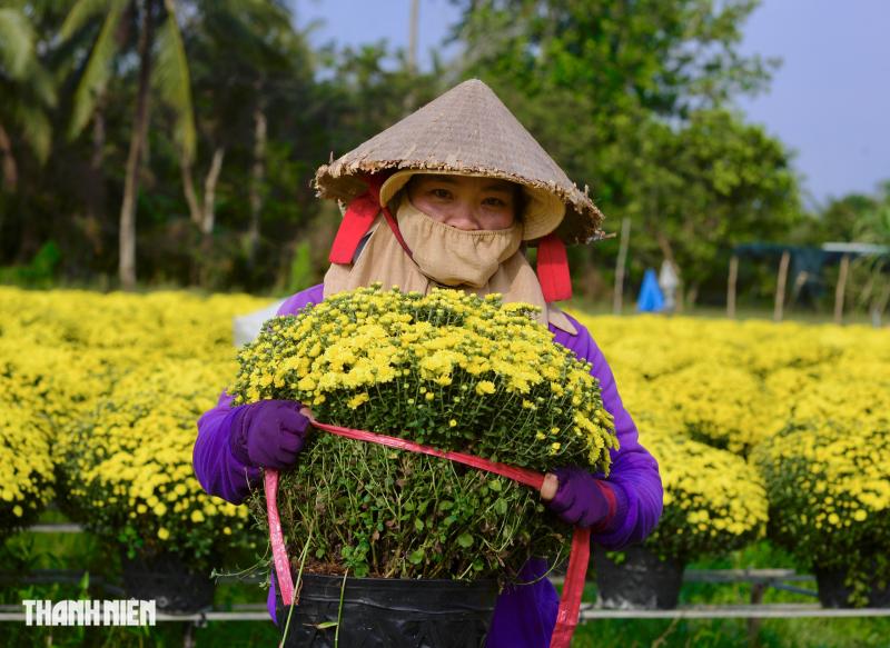 Hoa tết nở sớm, chủ vườn ở Chợ Lách bần thần khi khách trả giá 20.000 đồng/chậu- Ảnh 6.