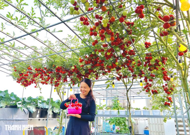 Sốc với giá hạt giống cà chua bạch tuộc, thành quả đáng đồng tiền  - Ảnh 8.