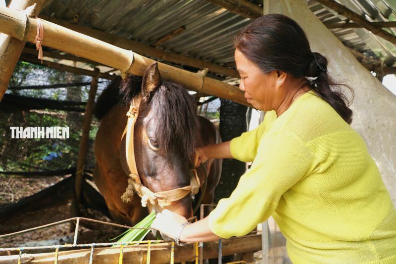 Ngựa thồ tên Hồng: Người bạn đồng hành của bà Nhung trên cao nguyên vân hòa - Ảnh 2.