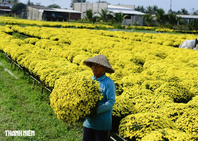 Hoa tết nở sớm, chủ vườn ở Chợ Lách bần thần khi khách trả giá 20.000 đồng/chậu- Ảnh 2.