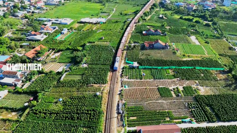 Làng quất cảnh bên phố Tuy Hòa: Chăm sóc cho trái trĩu cành, vui Tết Bính Ngọ - Ảnh 1.