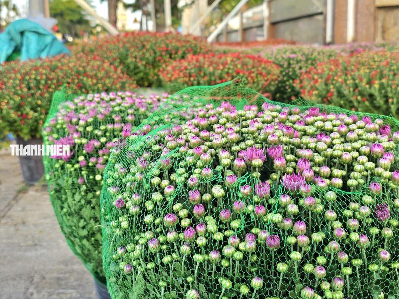 Hoa tết xuống phố: Nhà vườn giảm giá chia sẻ cùng người dân vui xuân sau lũ - Ảnh 7.