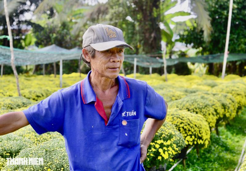 Hoa tết cúc mâm xôi trúng vụ ở Chợ Lách: Giá 'sốc' ra sao?  - Ảnh 3.