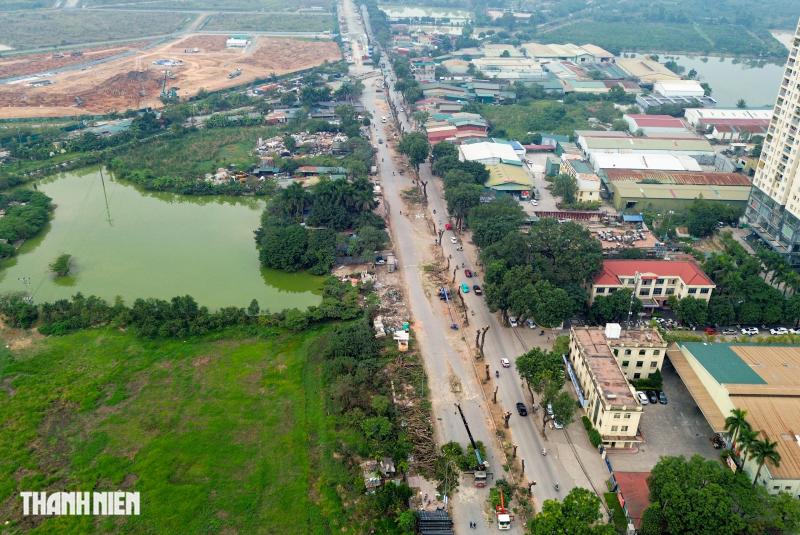 Hà Nội: Hàng xà cừ cổ thụ bị cưa phục vụ dự án đường gần 3.400 tỉ - Ảnh 1.