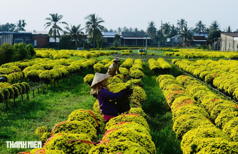Hoa tết nở sớm, chủ vườn ở Chợ Lách bần thần khi khách trả giá 20.000 đồng/chậu- Ảnh 5.